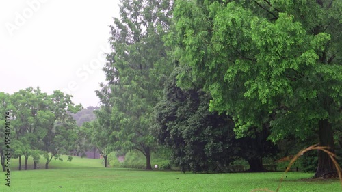 雨の降る緑地公園 （雨音あり）