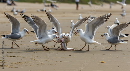 Aggressive Gulls on Sand PNG