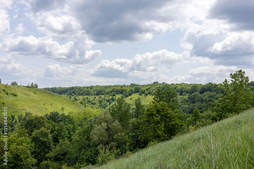 Fototapeta premium Summer landscape in the green field