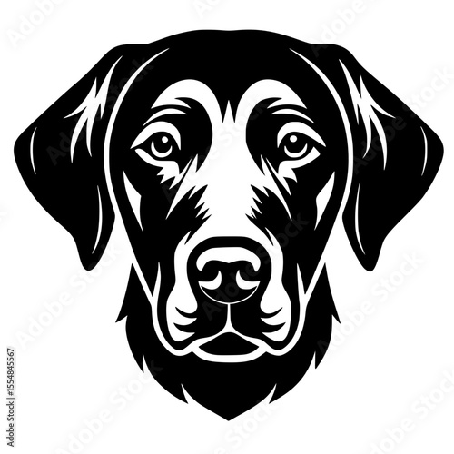 black labrador retriever