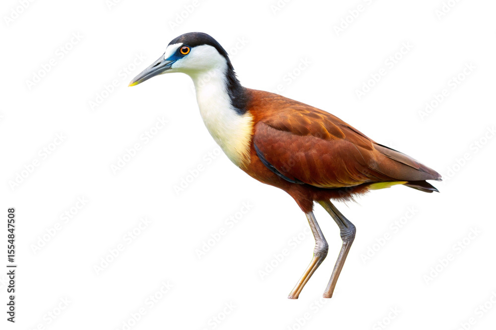 Obraz premium black crowned night heron
