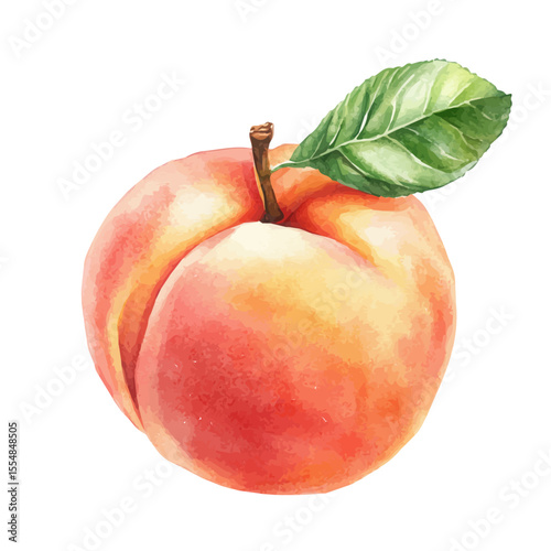 Fresh Peach, watercolor illustration vector, isolated on a white background.