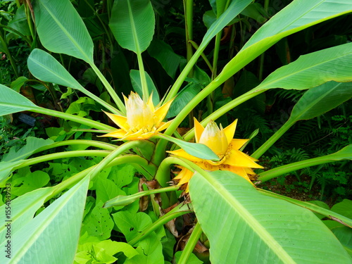 Musella lasiocarpa, commonly known as Chinese dwarf banana, golden lotus banana or Chinese yellow banana. Ensete lasiocarpum (Franch.) Cheesman 