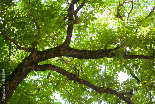 Thick branches of a tree crossed by the sun's rays in summer
