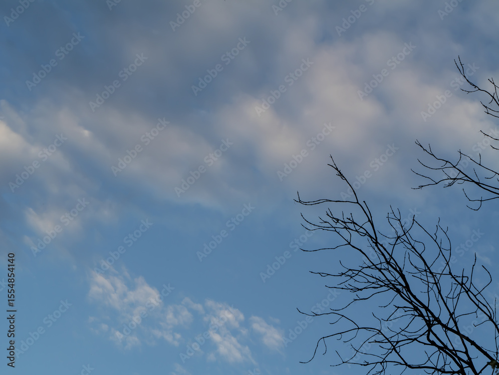 Obraz premium Minimalist photo of leafless tree branches silhouetted against a partly cloudy sky. Peaceful and atmospheric nature scene