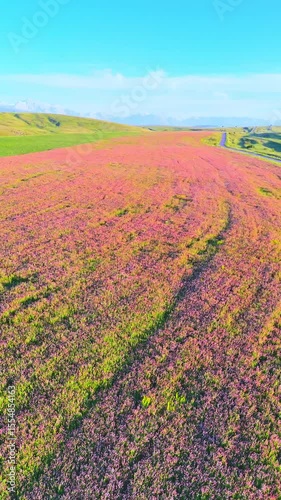 Lush clover field in bloom with hills and distant mountains. A straight road leads into the distance, evoking a sense of openness and peace.