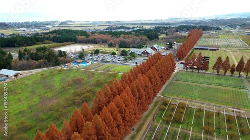 Aerial view of the Metasequoia (Dawn Redwood) Avenue at Makino Plateau, a famous fall foliage spot with snow-capped mountains and green fields. Takashima, Shiga, Japan