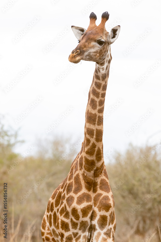 Fototapeta premium giraffe in the wild