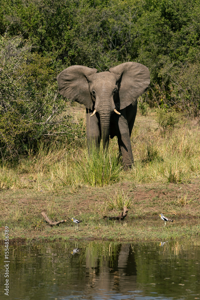 Fototapeta premium elephant in the water