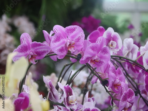 purple and white orchids