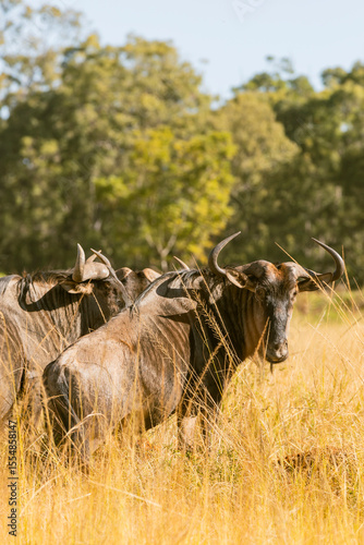 Photography wildebeest in the savannah