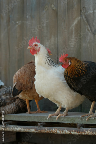 Three diverse chickens, including a prominent white hen, perched on a wooden ledge against a blurred wall.