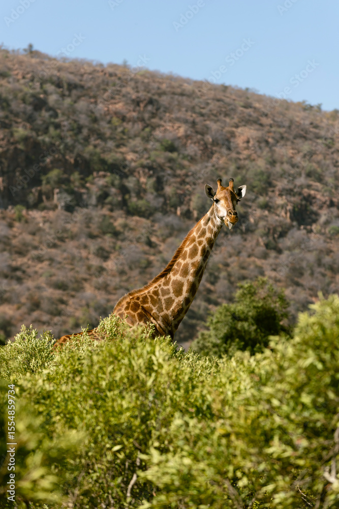 Fototapeta premium giraffe in the savannah in south africa