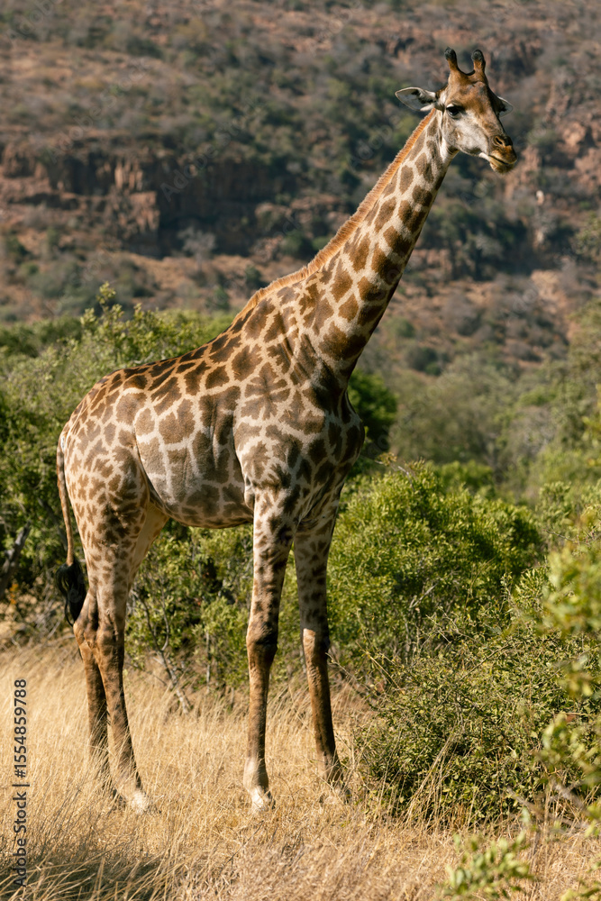 giraffe in the savannah in south africa giraffe in the savannah in south africa