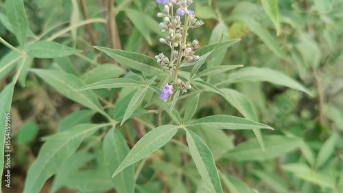 Vitex agnus-castus or the Chaste tree flowers and plant
