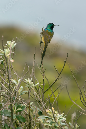 tropical bird on the cape of good hope