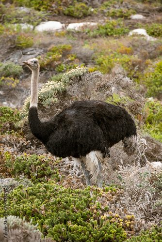 wild ostrich