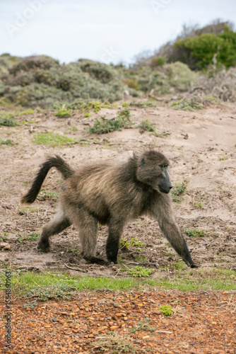 baboon in the wild