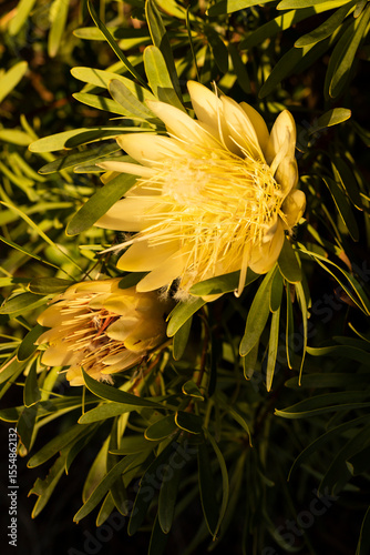 yellow protea flowers