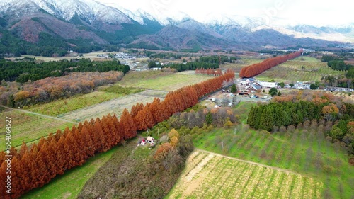 Aerial view of the Metasequoia (Dawn Redwood) Avenue at Makino Plateau, a famous fall foliage spot with snow-capped mountains and green fields. Takashima, Shiga, Japan
