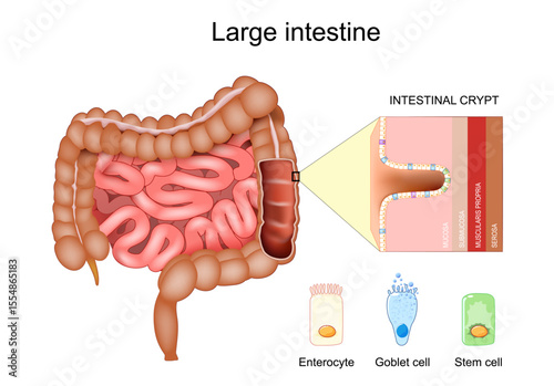 Large intestine anatomy. Colonic crypt. Stem cell, Goblet cell, Enterocyte.
