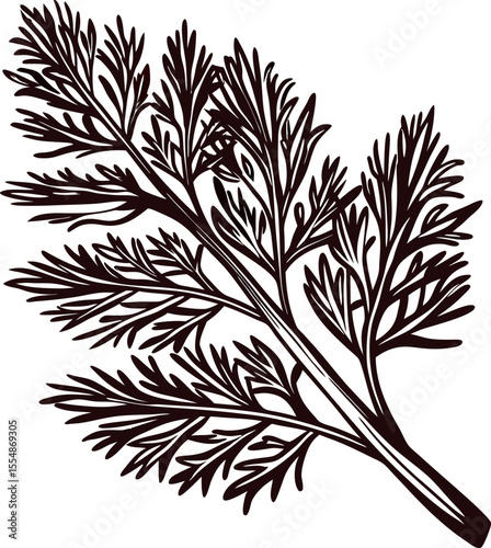 Detailed black and white illustration of fresh dill herb leaf with intricate botanical linework isolated on white