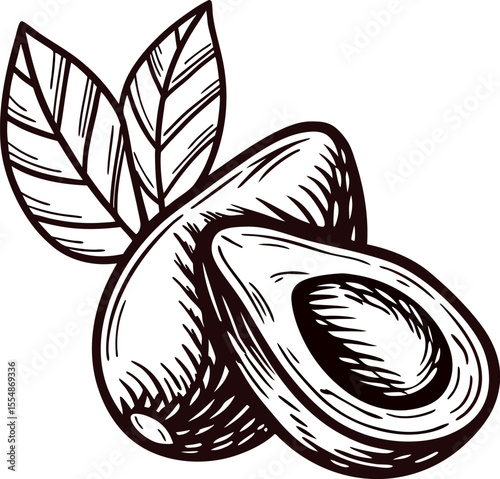 Hand drawn sliced avocado with pit and leaves isolated on white background vintage botanical sketch illustration