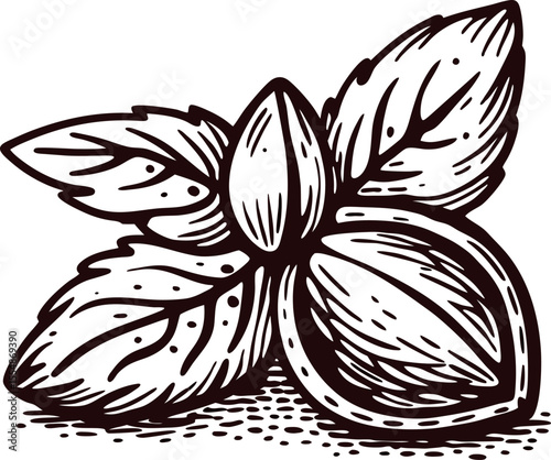 Hand drawn hazelnuts with leaves isolated on white vintage engraved botanical nut illustration