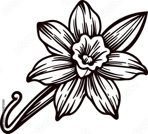Hand drawn vintage narcissus flower with leaves and stem isolated on white background illustration