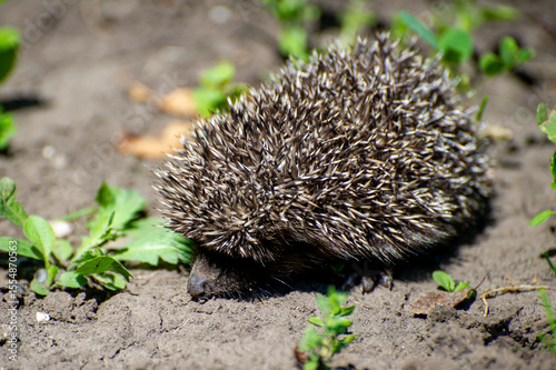 the european hedgehog in the grass