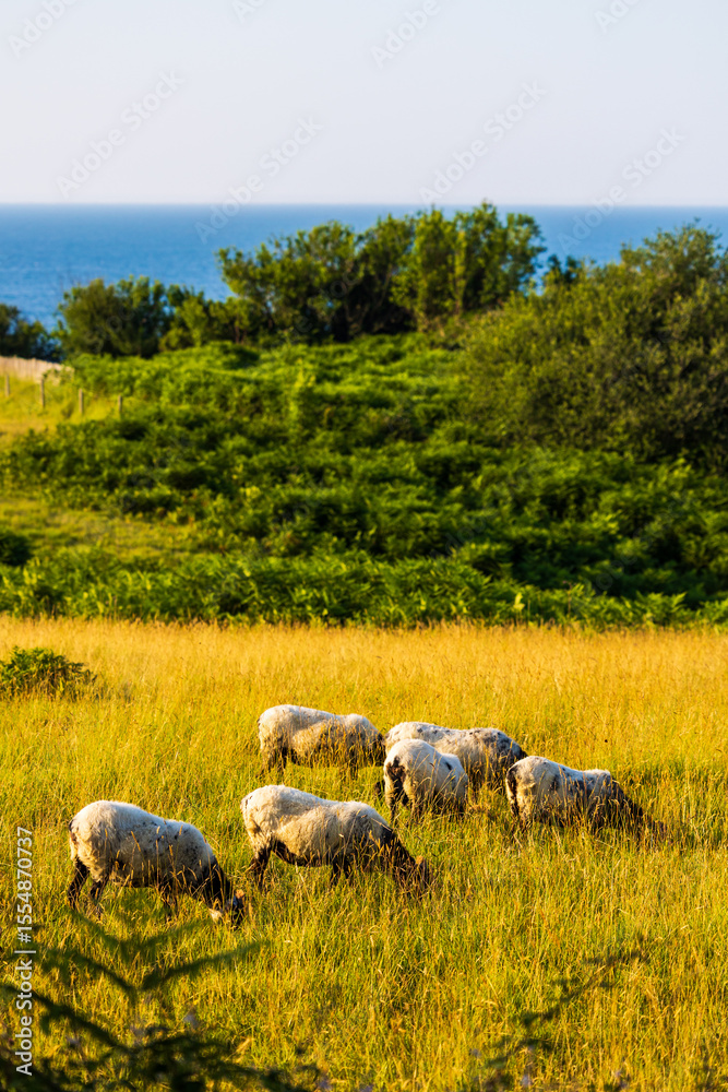 Fototapeta premium Sheep Grazing for Eco-Pasturing in the Abbadia Domain in Hendaye