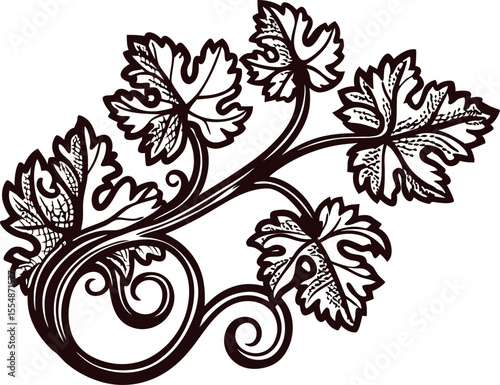 Intricate hand drawn grape vine branch with detailed curling leaves and tendrils in vintage botanical