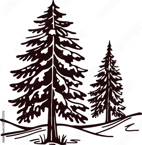 Hand drawn evergreen pine trees with snow on branches vintage engraved black and white winter illustration
