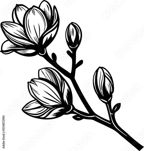 Magnolia branch with blooming flowers and buds in black and white botanical line art illustration