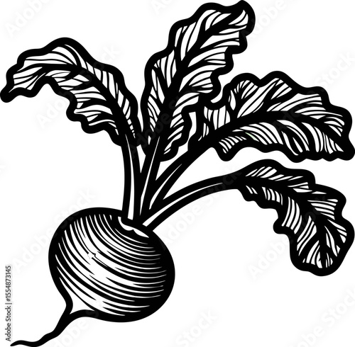 Hand drawn vintage beetroot illustration with leafy stems engraved black and white root vegetable sketch