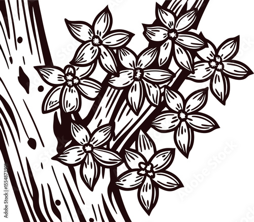 Engraved illustration of blooming vanilla orchid flowers on a vine branch isolated on white background