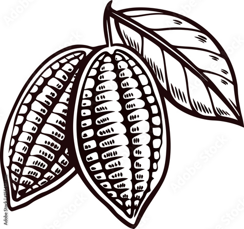 Detailed vintage illustration of two cacao pods with leaves, hand drawn botanical style, isolate on white background