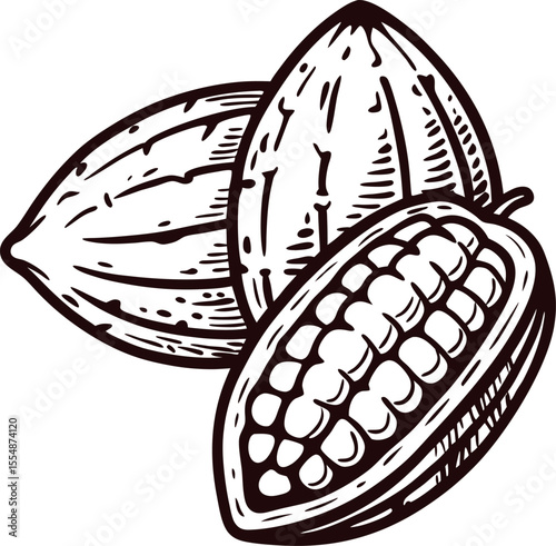 Hand drawn vintage cacao pod illustration in engraved sketch with beans and detailed texture