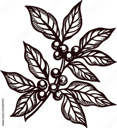 Vintage botanical illustration of coffee plant branch with leaves and berries in engraved monochrome