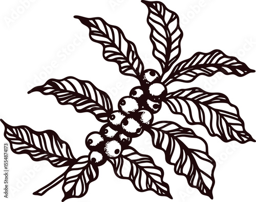 Vintage engraved drawing of a coffee branch with leaves and berries isolated on white background