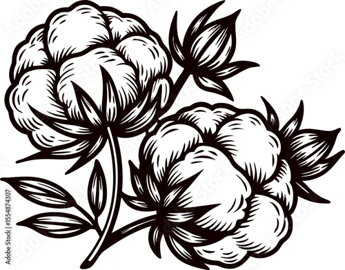 Hand drawn cotton plant with fluffy bolls and leaves in vintage engraved