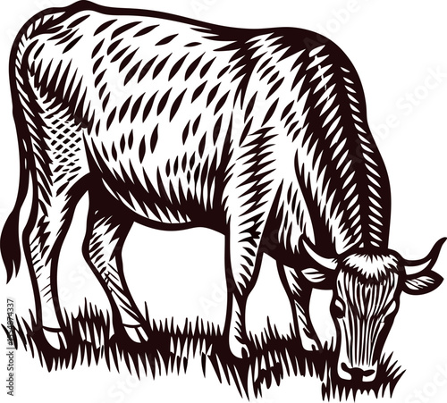 Vintage engraved illustration of dairy cow grazing on grass, hand drawn rustic