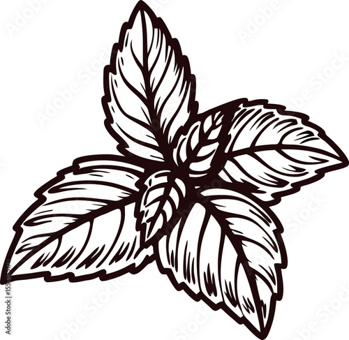 Hand drawn mint leaves botanical illustration isolated on white background herbal plant vintage engraving