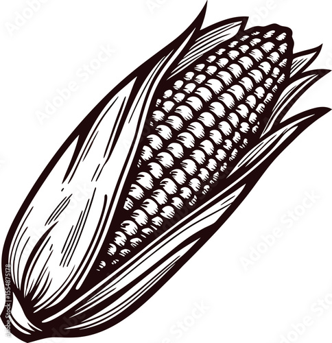 Engraved illustration of a whole ear of corn with husk vintage hand drawn maize vegetable sketch
