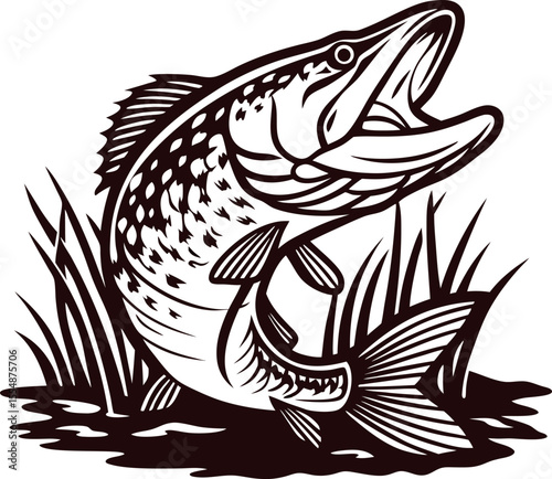 Detailed engraved illustration of a jumping northern pike fish among reeds, open mouth, vintage aquatic design