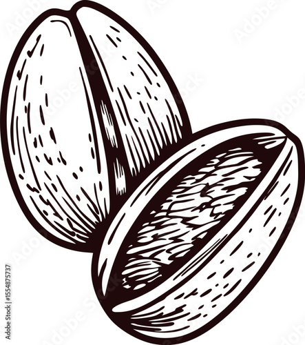 Hand drawn pistachio nut illustration with cracked shell and detailed texture on white background
