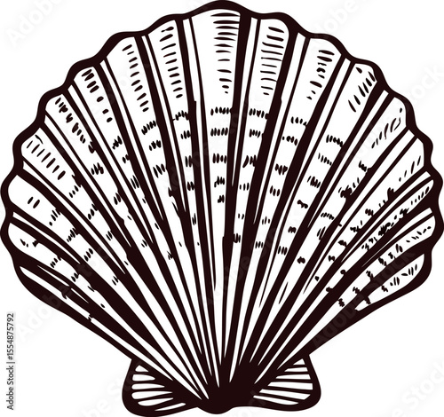 Detailed hand drawn scallop seashell in vintage engraving on white background