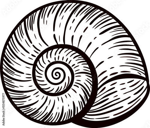 Hand drawn seashell spiral illustration detailed ink outline ocean mollusk shell drawing