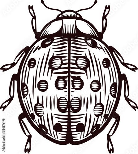 engraved illustration of a ladybug beetle with detailed wings and legs in vintage woodcut