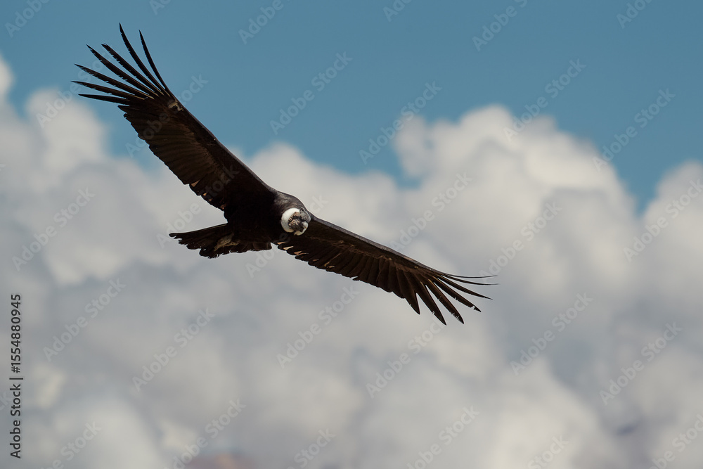 Obraz premium majestic Andean condor rides the thermals with ancient grace. A symbol of freedom and power, this sacred bird watches over one of the world’s deepest canyons,a true icon of Colca Peru.